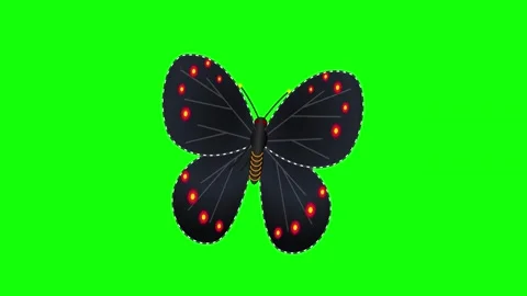 Green Screen Visual Element Butterfly for VFX 스톡 동영상 343928530
