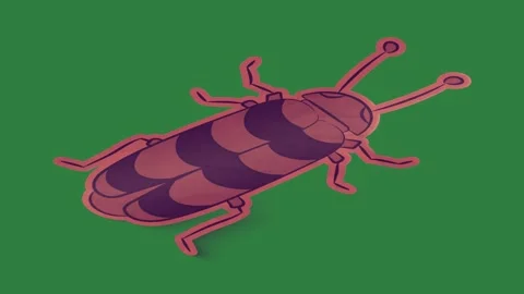 A green screen with white background and bug on picture of snowboard pair Stock Footage 335063931
