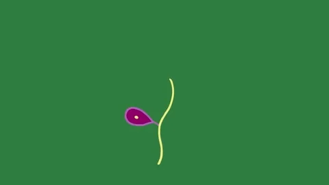 A green screen with white background and purple flower on animated chromakey Видео 335065142