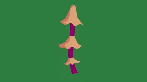 A green screen with white background and an image of flower on purple pencil Video stock 335065166