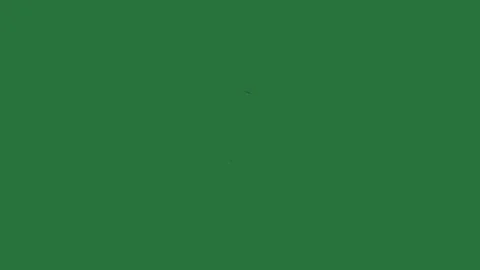 A green screen with white background and black cat on it border face drawn the Видео 335065590