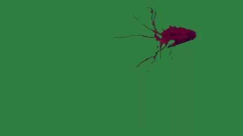 A green screen with white background and bird flying in the sky on red bug an Видео 335066130