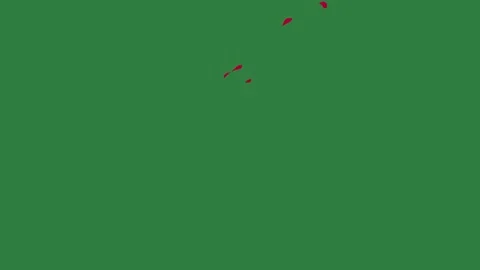 A green screen with white background and red line on it map dot of new zealand Видео 335066671