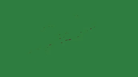 A green screen with white background and map of the island group birds flying Видео 335067498