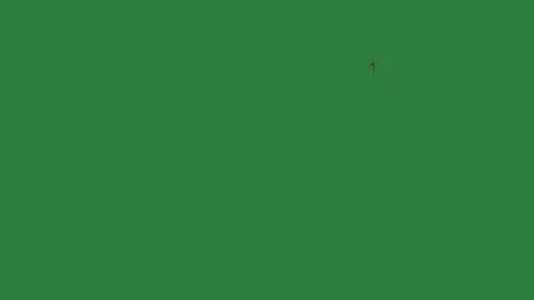 A green screen with white background and cat ' s face red bird on it flying in Video stock 335067708