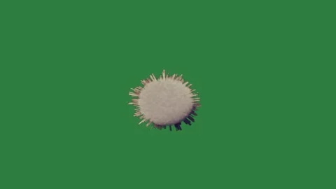 A green screen with white background and small bird on it ' s back hedge Video stock 335091640