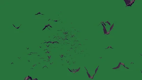 A green screen with white background and group of birds flying in the sky Видео 335122490