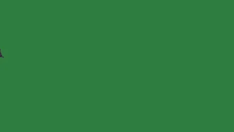 A green screen with white background and bird flying in the sky black cat on Видео 335122516