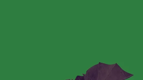 A green screen with white background and bird flying in the sky air on black Stock-Footage 335122518