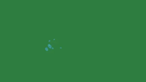 A green screen with white background and an image of dolphin blue hand on bird Видео 335129936