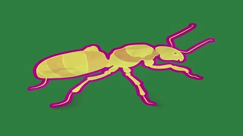 A green screen with white background and pair of glasses on bee skis yellow Video stock 335130339
