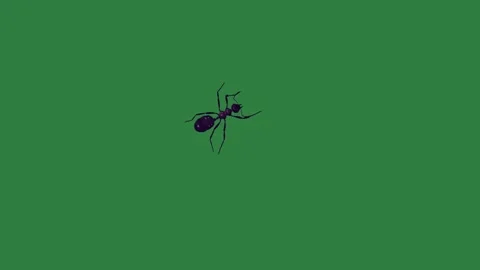 A green screen with white background and bird flying in the sky spider on Видео 335130356