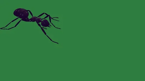 A green screen with white background and black outline on it spider ant Видео 335130365