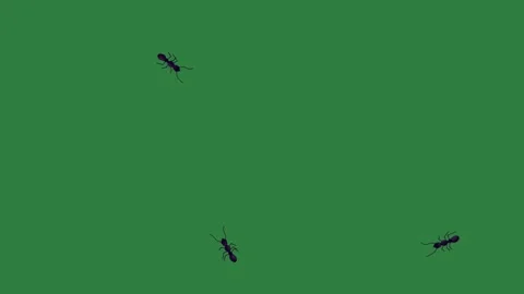 A green screen with white background and bird flying in the sky black ants on Видео 335130378
