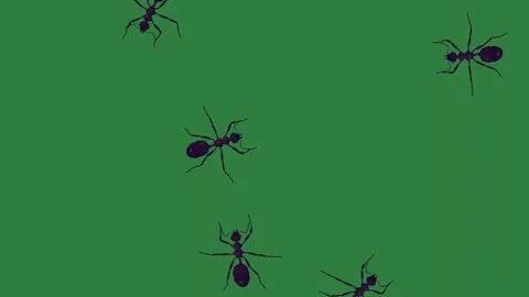 A green screen with white background and black spider on widow two spiders Vídeo Stock 335130387