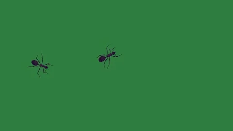 A green screen with white background and bird flying in the sky spider on two Video stock 335130388