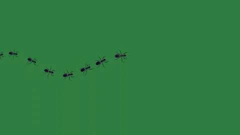 A green screen with white background and black cat on it spider ants animated Vidéo 335130395