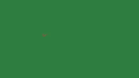 A green screen with white background and small red dot on it gold leaf in the Video stock 335683542
