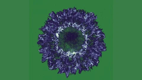 A green screen with white background and blue flower on an image of in the 스톡 동영상 335701221
