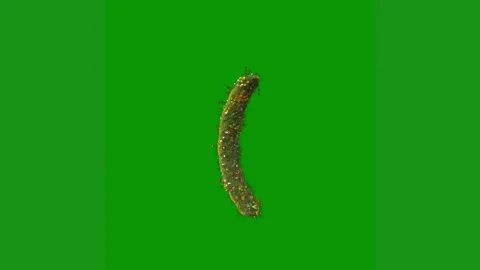 Green screen white background bug map new zealand small insect worm lizard Stock Footage 314064596