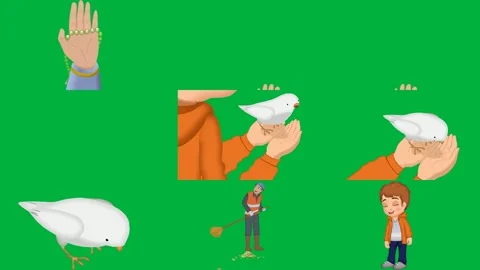 Green screen white background person holding bird their hands man blue hat. Stock Footage 310562796