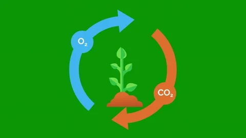 Green screen white background two arrows pointing different directions to each Stock Footage 314063693