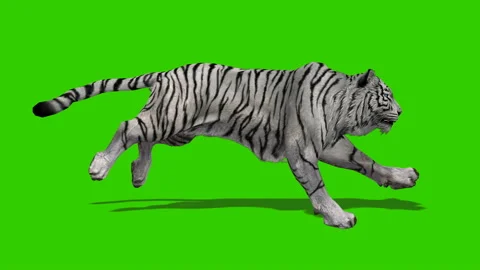 Green screen white tiger run Stock Footage 237808032