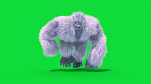 Green Screen Yeti, Gorilla, Snow Monster Runcycle Loop Front 3D Rendering An Video stock 315690880