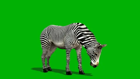 Green screen zebra eat Stock Footage 289365357