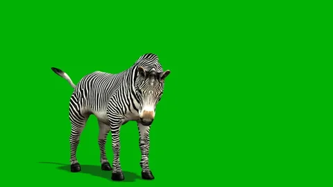 Green screen zebra ideal pose Stock Footage 289365276
