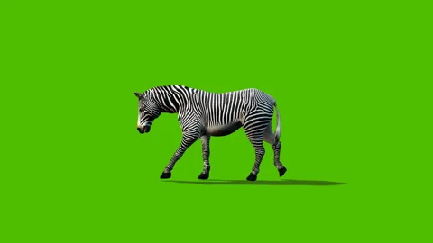 Green screen zebra walk Stock Footage 289238246