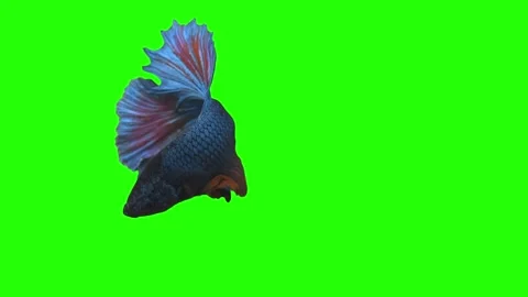 Green scren fish with a Matte. Spill suppressor need if use matte. Chromakey Stock Footage 244928138