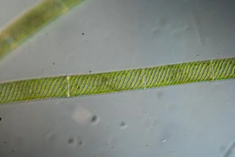 Green screw algae Stock Photos