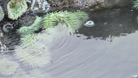 Green sea aemones attached to rocks on Ruby Beach, Olympic National Park Stockbeeldmateriaal 313654853