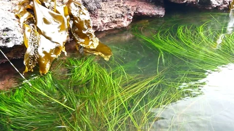 Green Sea Algae on Reef Shore Video stock 72870373