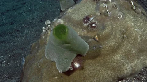 Green sea squirt Stock Footage 237613795