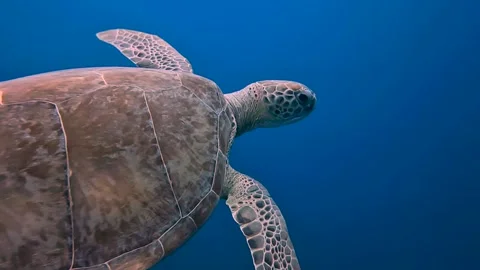 Green sea turlte up close Stock Footage 233225563