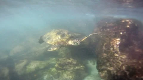 Green Sea Turtle 02 Video stock 8153883