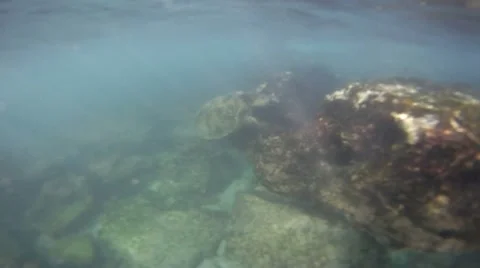 Green Sea Turtle 03 Video stock 8155834