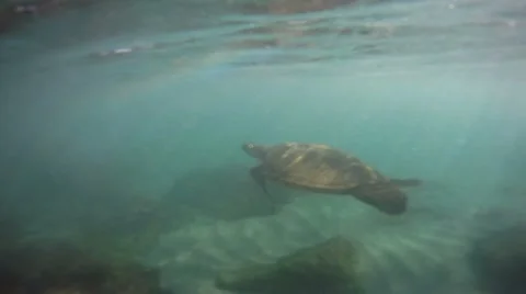 Green Sea Turtle 04 Video stock 8156098
