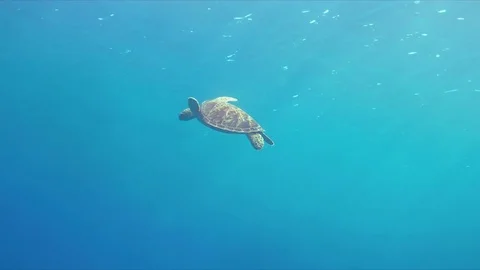 Green sea turtle 4k Stock Footage 79605891
