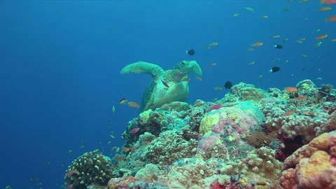 Green sea turtle 4k Stock Footage 79606298