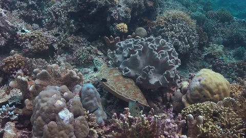 Green sea turtle 4k Stock Footage 79610526