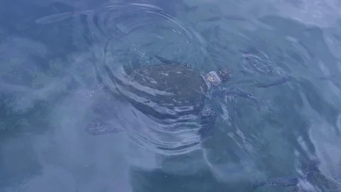Green sea turtle ascends to the surface to breathe and submerge again underwater Stock Footage 127843167