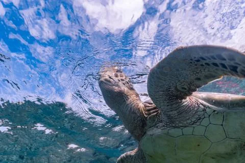 Green sea turtle ascends to the surface to breathe Stock Photos