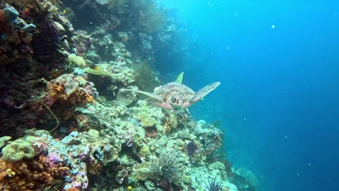 A green sea turtle with barnacles on shell, is followed by a golden spadefish Video stock 302233113