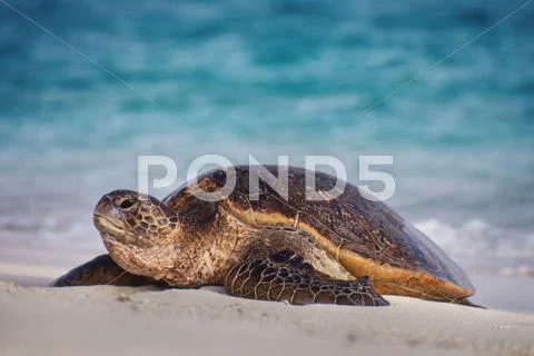 Green sea turtle on beach, chelonia mydas, hawaiian leeward islands Stock Photos