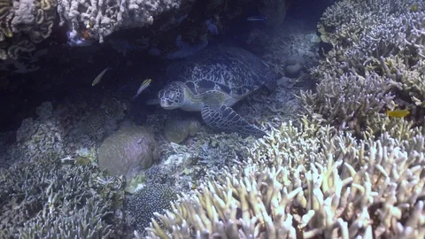 Green sea turtle behavior Stock Footage 97993972