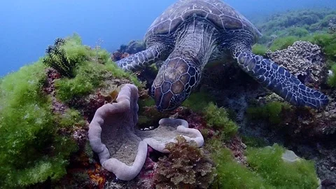 Green sea turtle bite ​​anemone Stock Footage 263415711