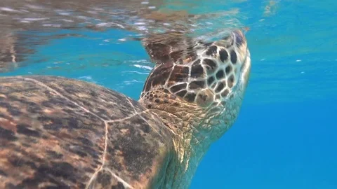 Green sea turtle breath on the surface of tropical sea underwater Stock Footage 83519126